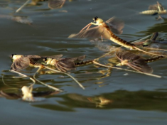 Podržimo opstanak Tiskog cveta, jedinstvene vrste insekta na svetu koja nestaje